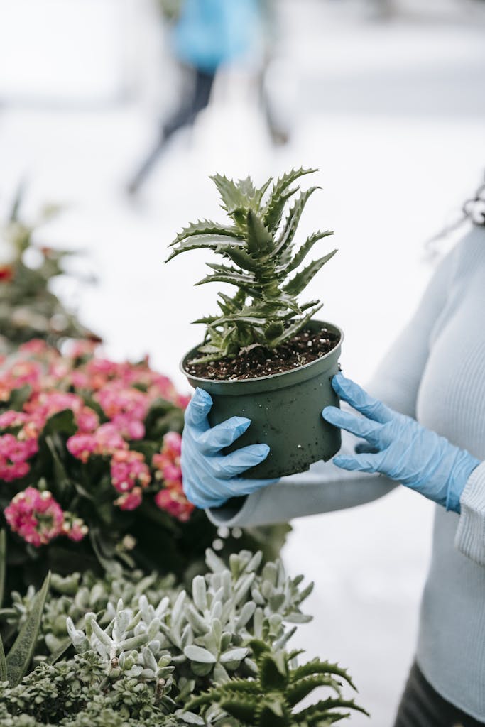 A woman wearing gloves holds an aloe plant in a pot at an outdoor flower market.