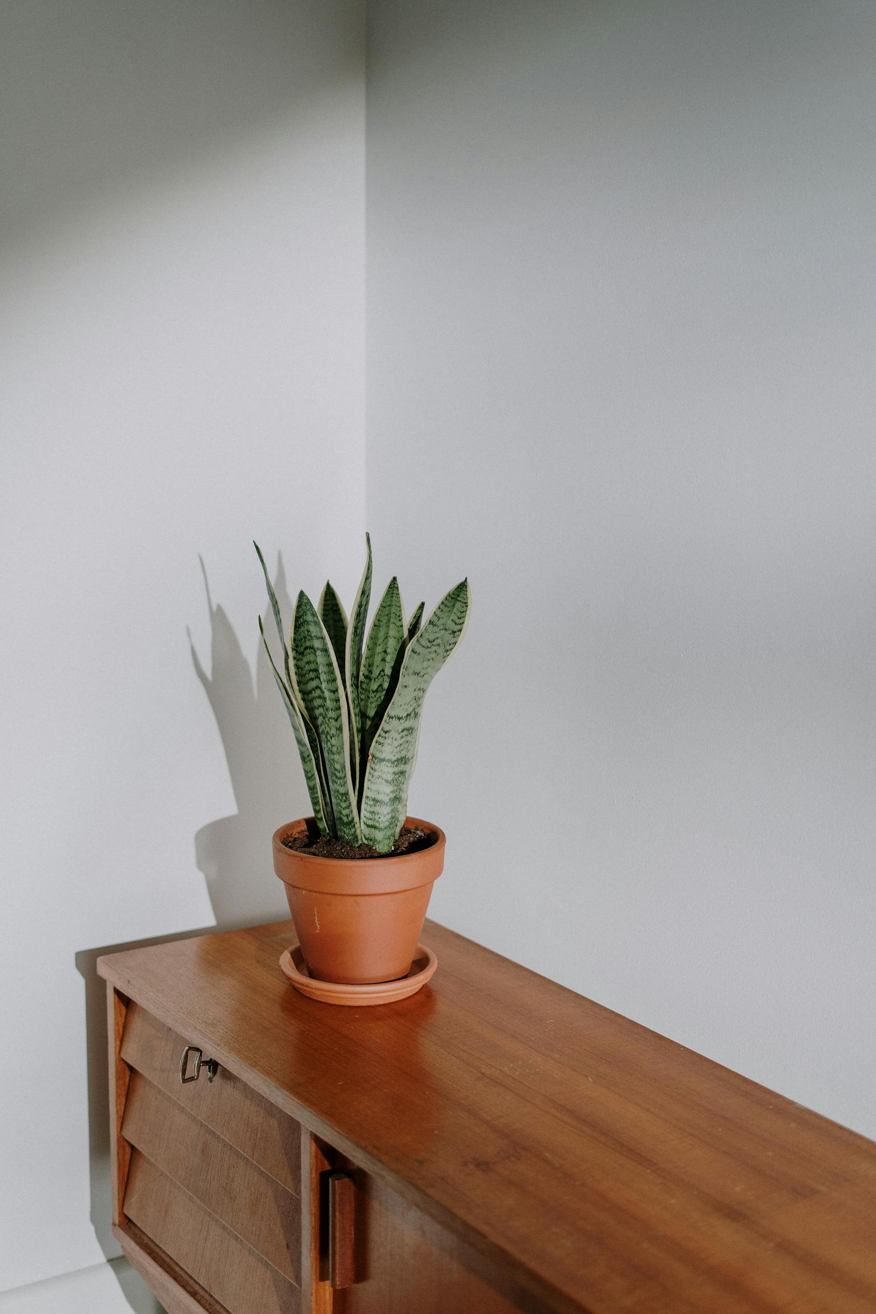 A serene minimalist interior featuring a potted snake plant on a wooden cabinet.